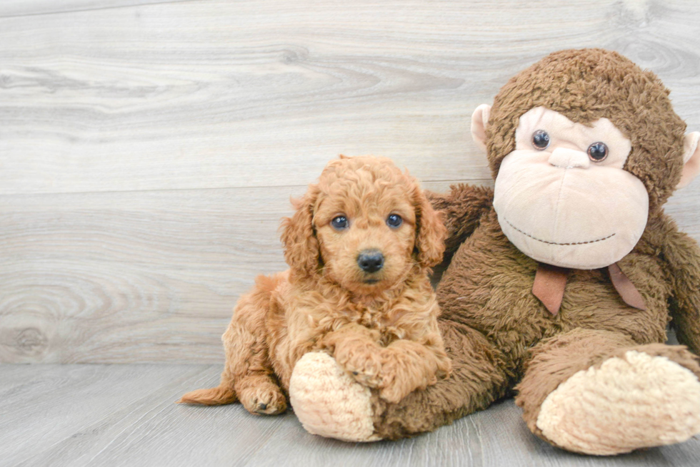 Hypoallergenic Golden Retriever Poodle Mix Puppy