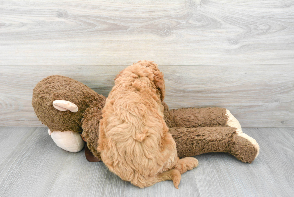 Little Golden Retriever Poodle Mix Puppy