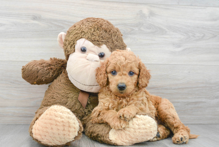 Fluffy Mini Goldendoodle Poodle Mix Pup