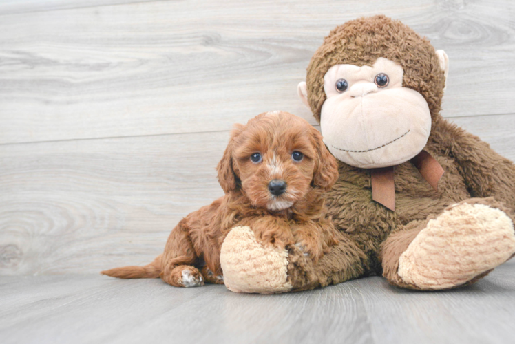 Sweet Mini Goldendoodle Baby