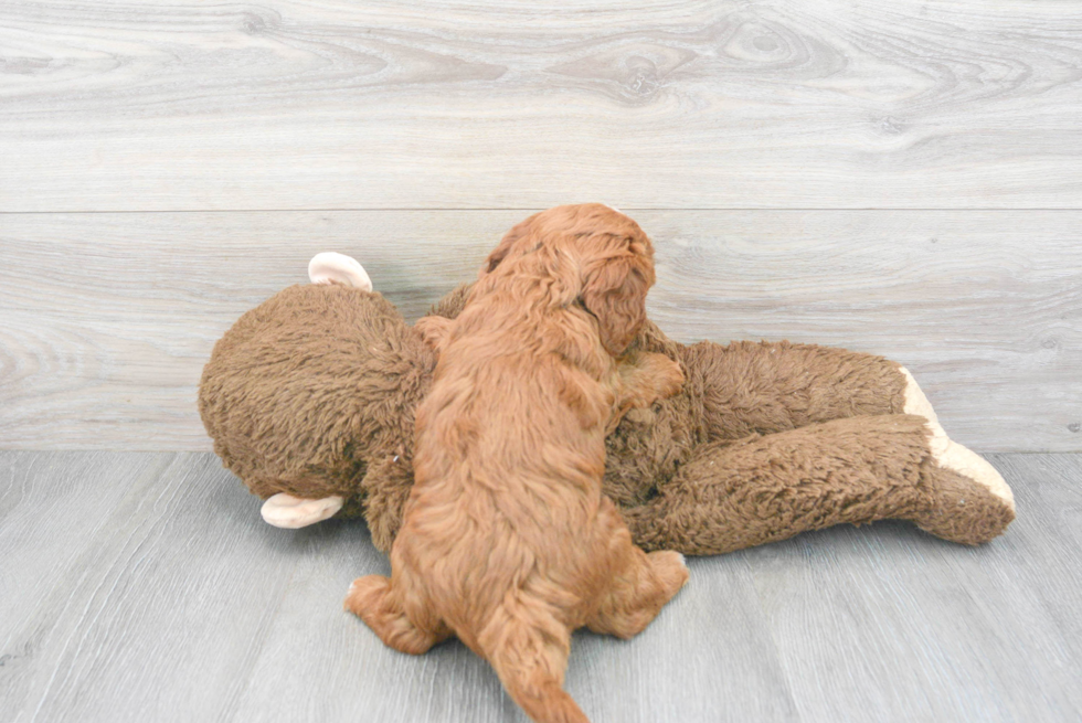 Best Mini Goldendoodle Baby