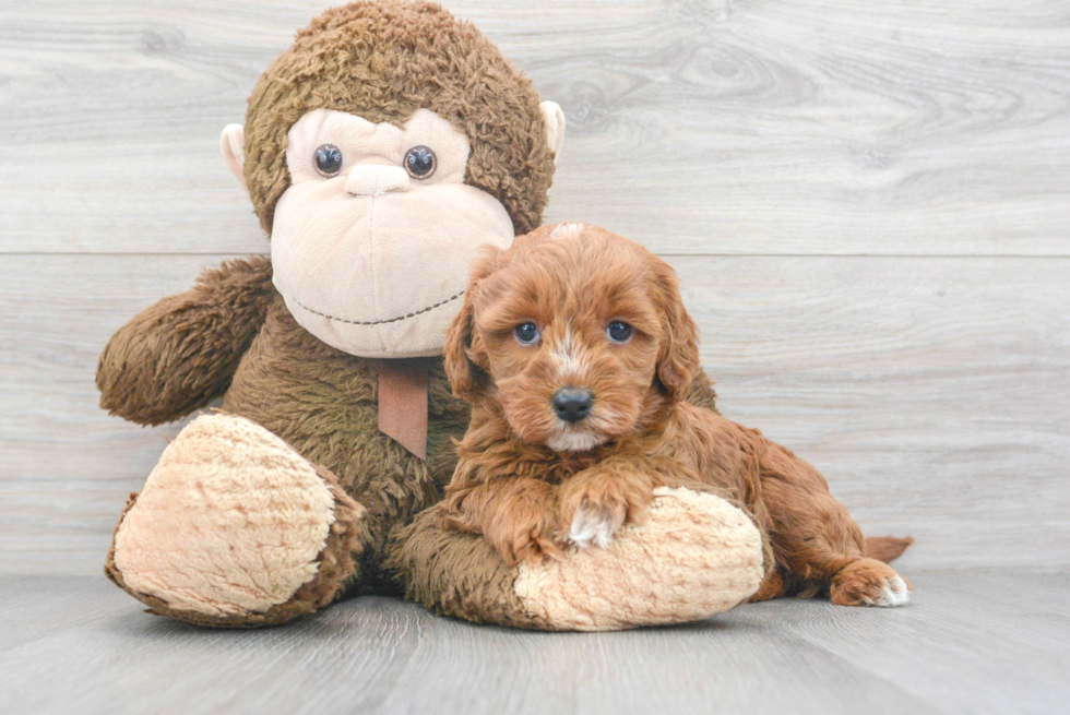 Friendly Mini Goldendoodle Baby