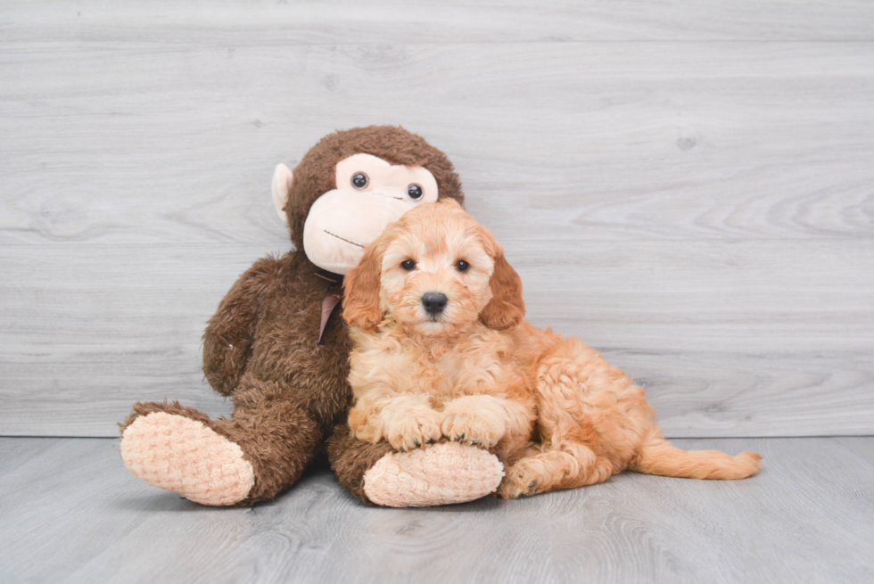 Best Mini Goldendoodle Baby