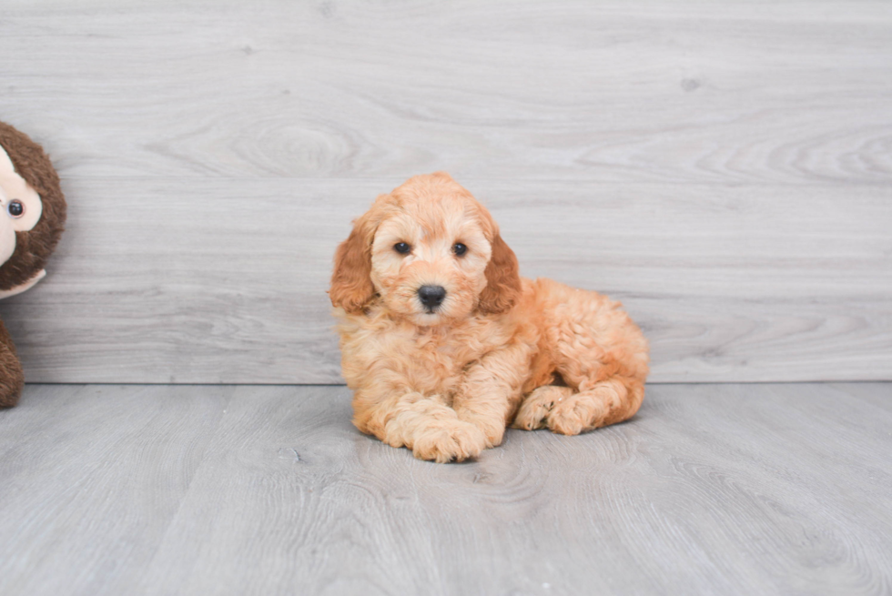 Cute Mini Goldendoodle Baby