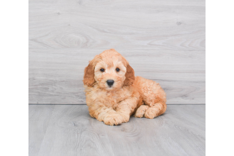 Fluffy Mini Goldendoodle Poodle Mix Pup