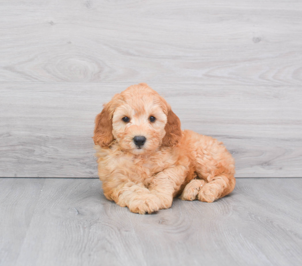 Fluffy Mini Goldendoodle Poodle Mix Pup