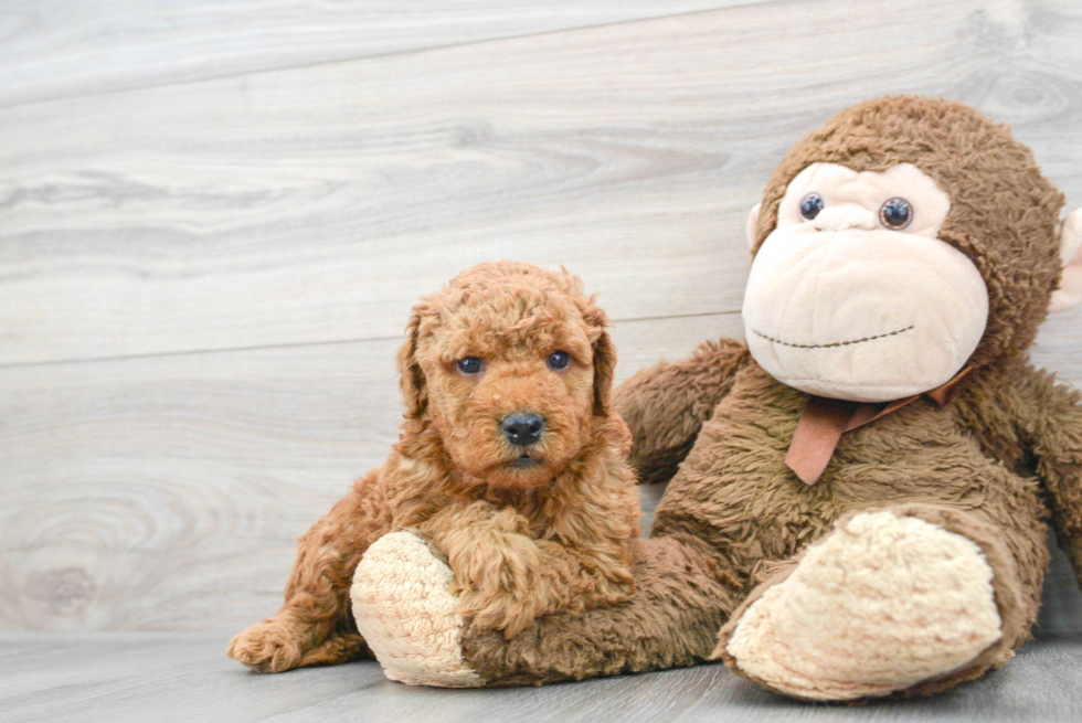 Adorable Golden Retriever Poodle Mix Puppy