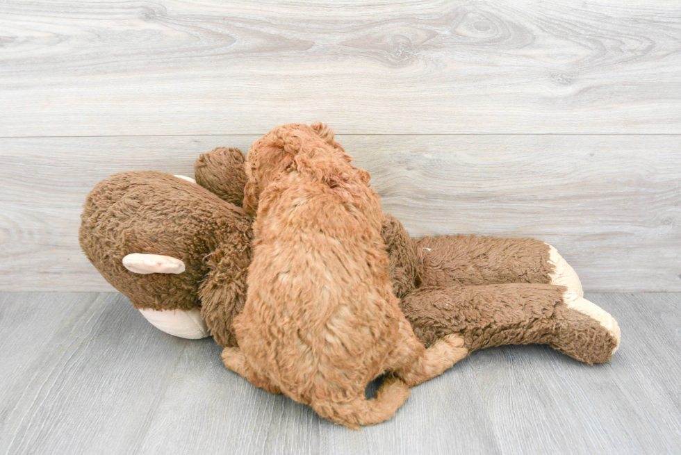 Best Mini Goldendoodle Baby