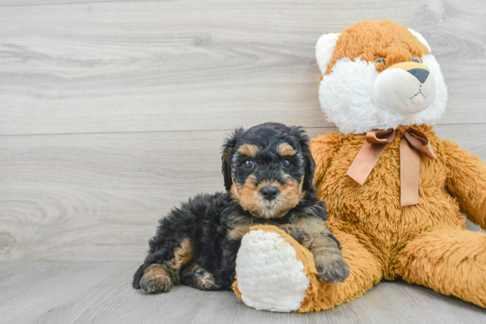 Popular Mini Goldendoodle Poodle Mix Pup