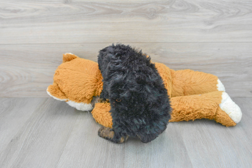 Energetic Golden Retriever Poodle Mix Puppy