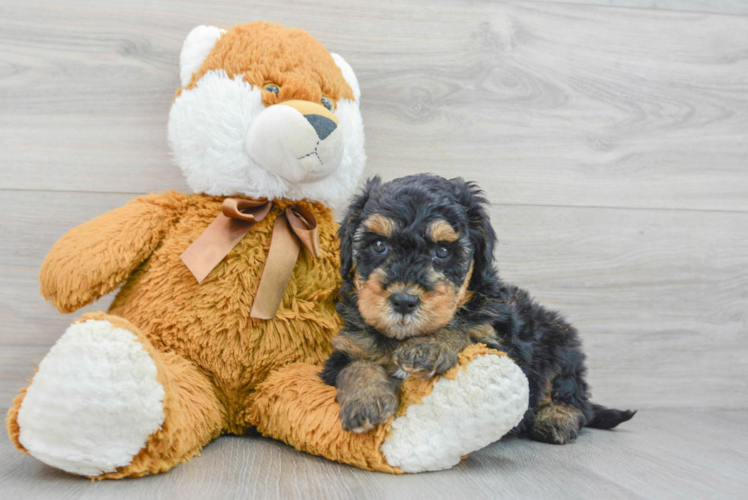 Mini Goldendoodle Pup Being Cute