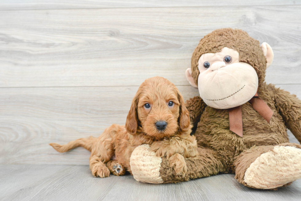 Fluffy Mini Goldendoodle Poodle Mix Pup