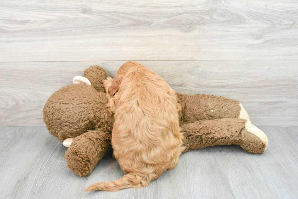 Popular Mini Goldendoodle Poodle Mix Pup