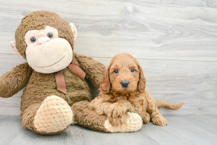 Mini Goldendoodle Puppy for Adoption