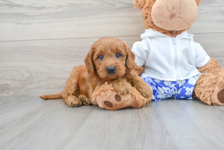 Energetic Golden Retriever Poodle Mix Puppy