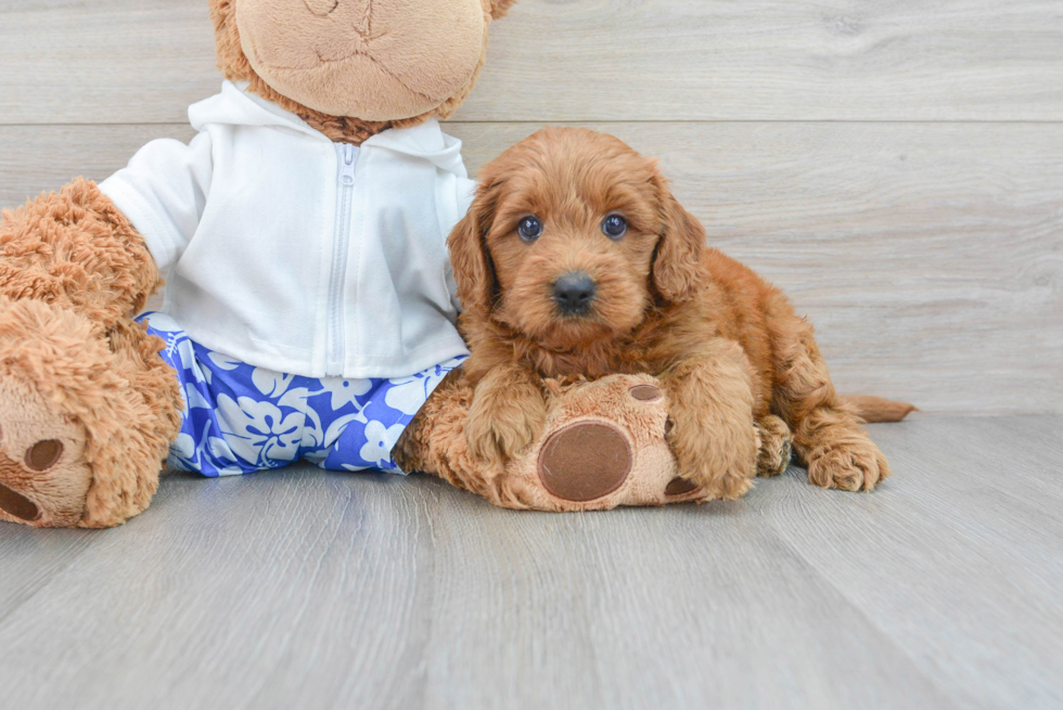 Hypoallergenic Golden Retriever Poodle Mix Puppy