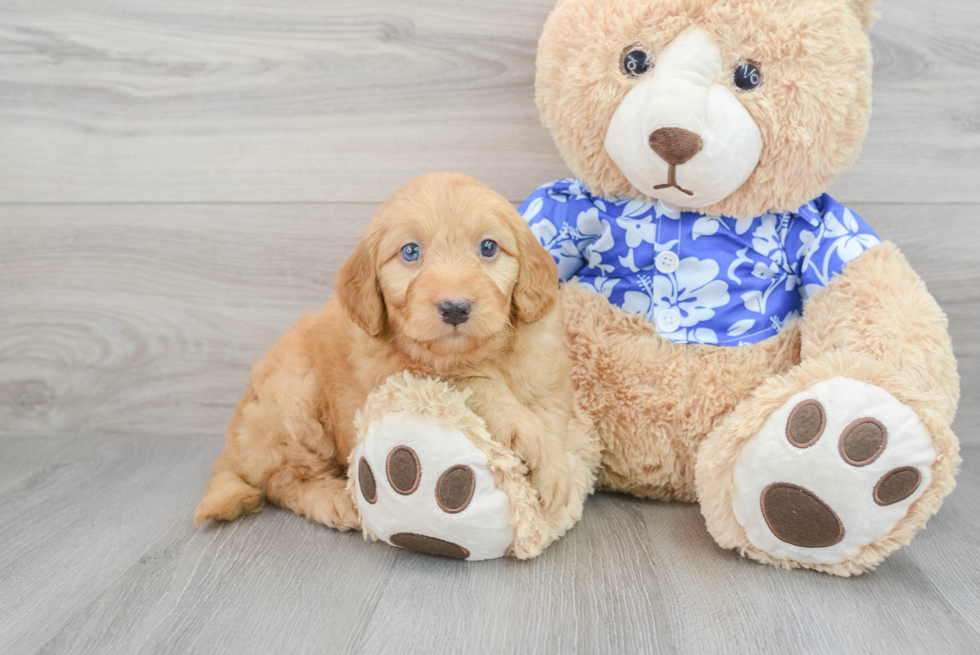 Best Mini Goldendoodle Baby