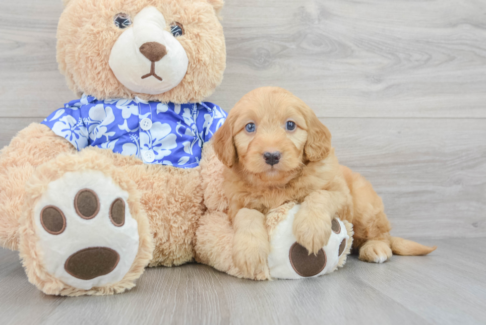 Mini Goldendoodle Puppy for Adoption