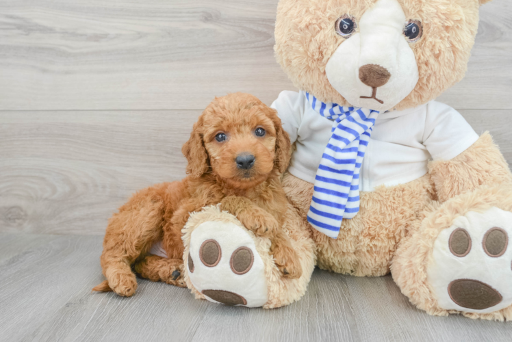 Little Golden Retriever Poodle Mix Puppy