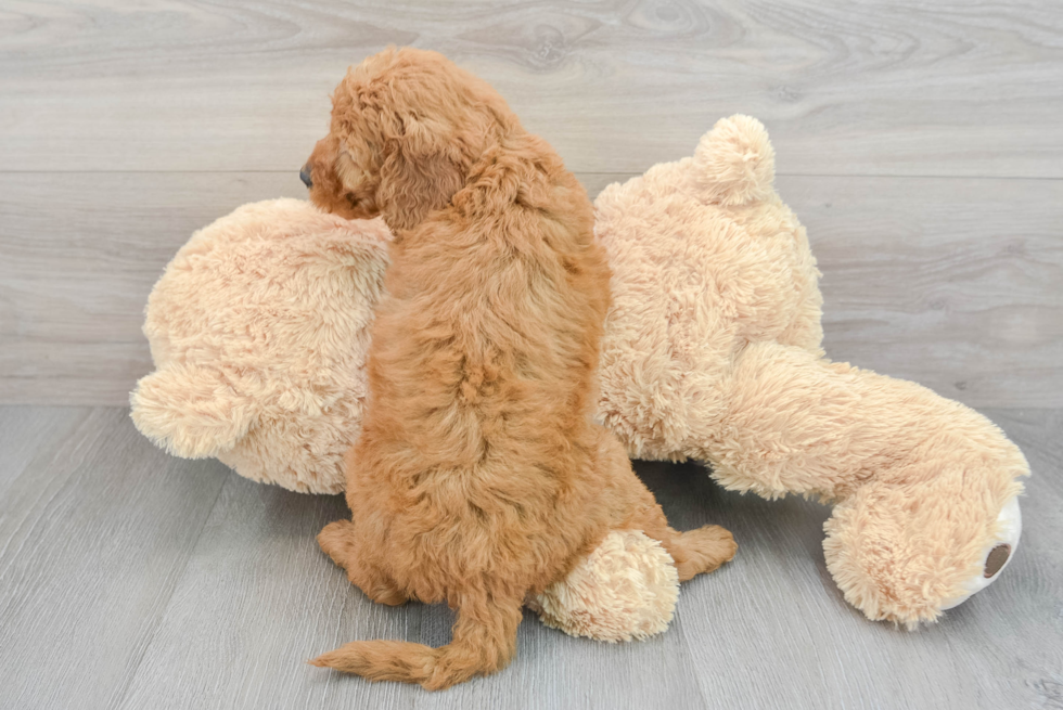 Fluffy Mini Goldendoodle Poodle Mix Pup