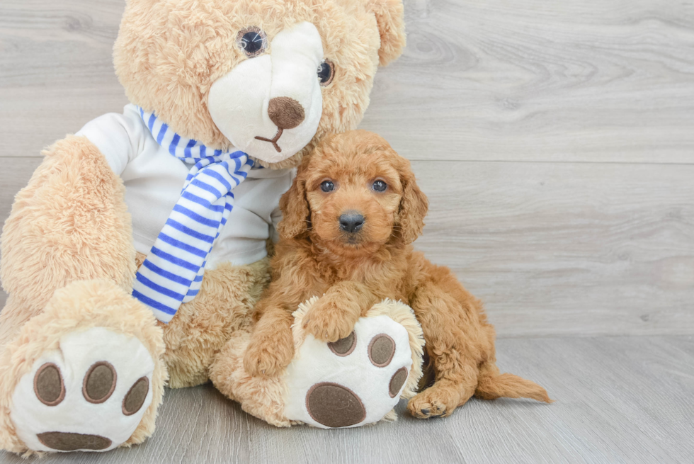 Mini Goldendoodle Pup Being Cute