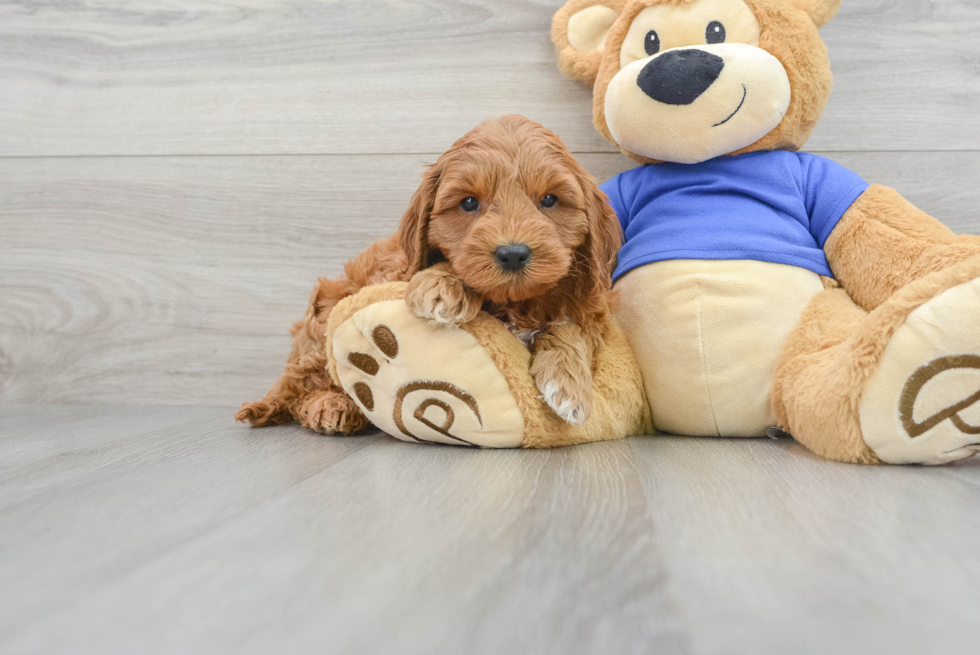 Best Mini Goldendoodle Baby