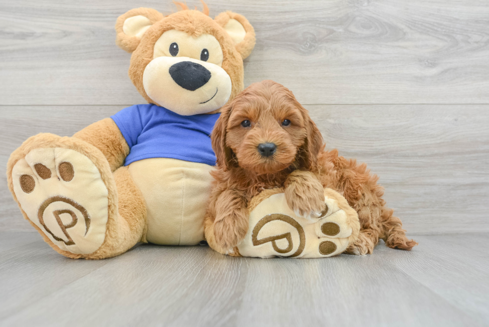 Mini Goldendoodle Pup Being Cute