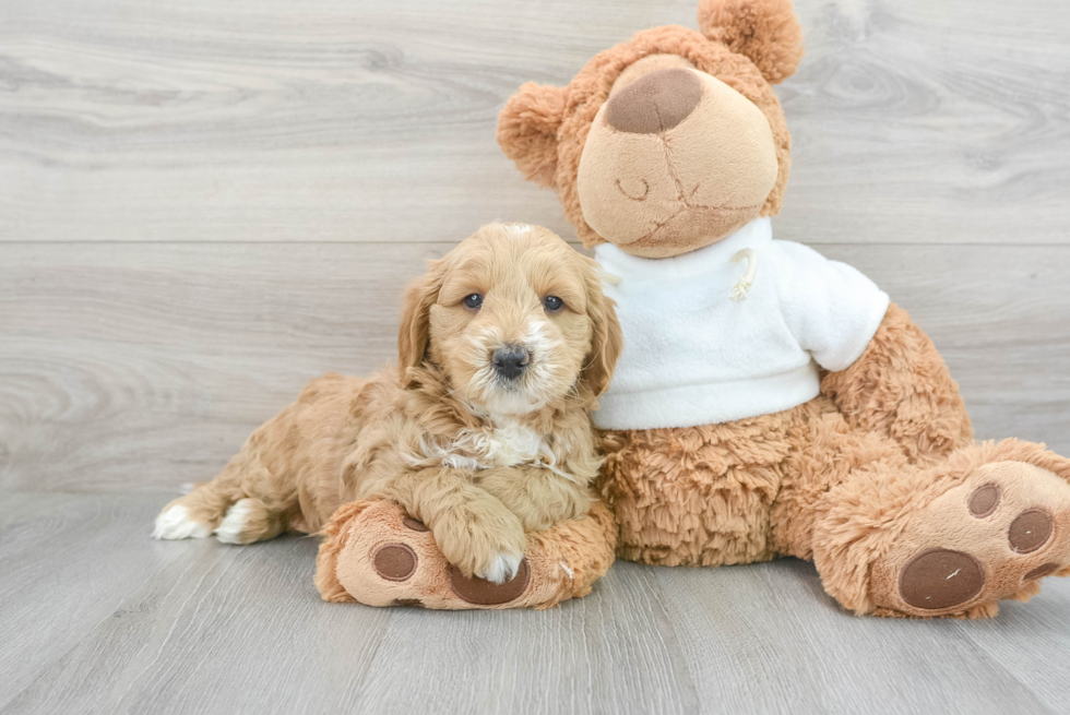 Mini Goldendoodle Pup Being Cute