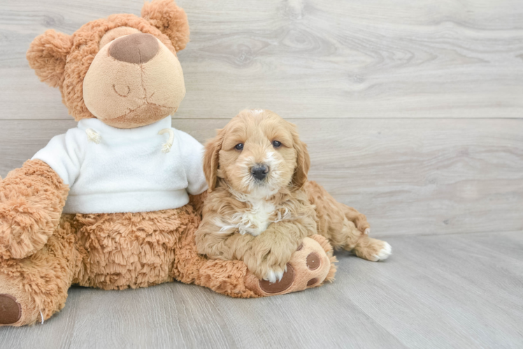 Best Mini Goldendoodle Baby