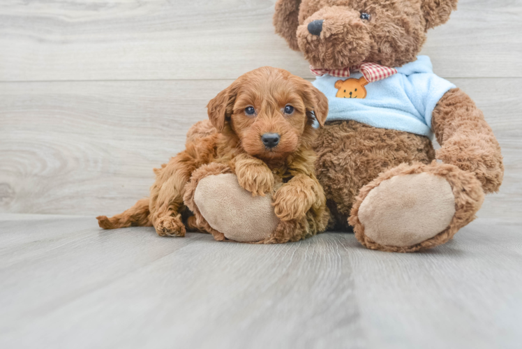 Smart Mini Goldendoodle Poodle Mix Pup