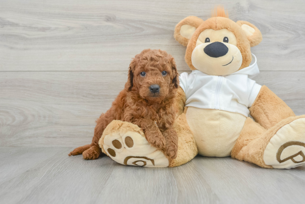 Smart Mini Goldendoodle Poodle Mix Pup