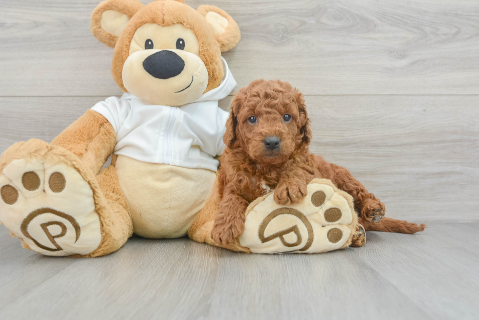 Best Mini Goldendoodle Baby