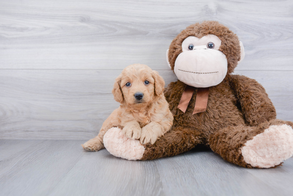 Mini Goldendoodle Pup Being Cute