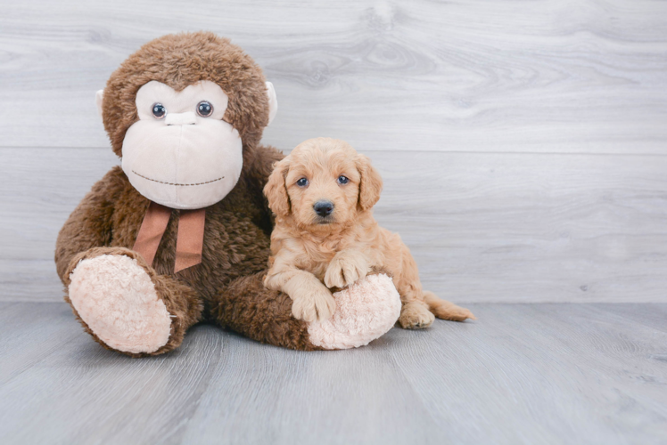 Adorable Golden Retriever Poodle Mix Puppy