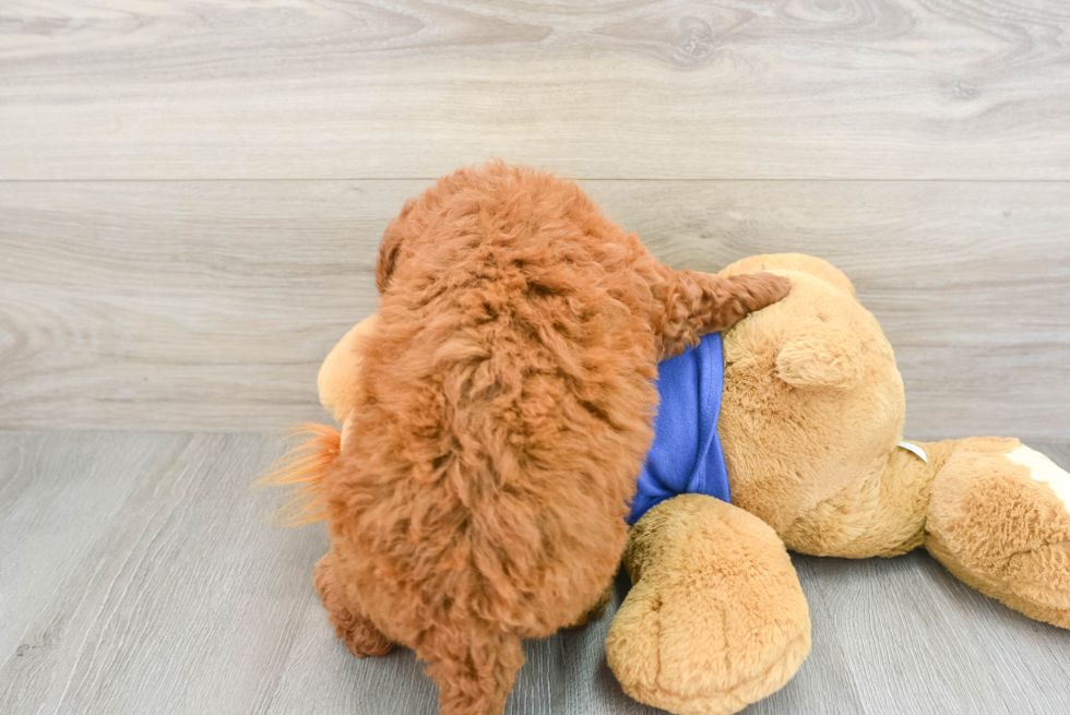 Sweet Mini Goldendoodle Baby