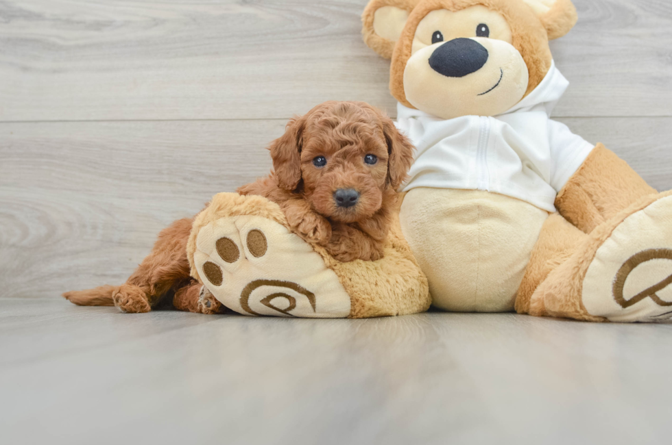 5 week old Mini Goldendoodle Puppy For Sale - Premier Pups