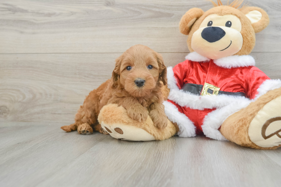 Petite Mini Goldendoodle Poodle Mix Pup