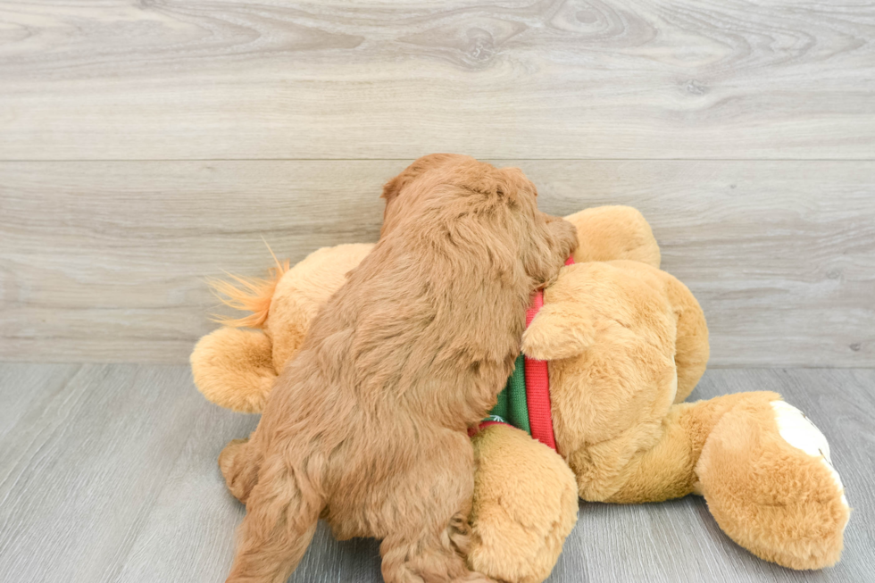 Mini Goldendoodle Pup Being Cute