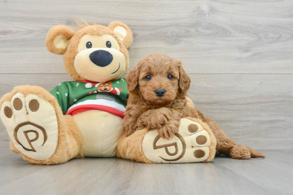 Sweet Mini Goldendoodle Baby