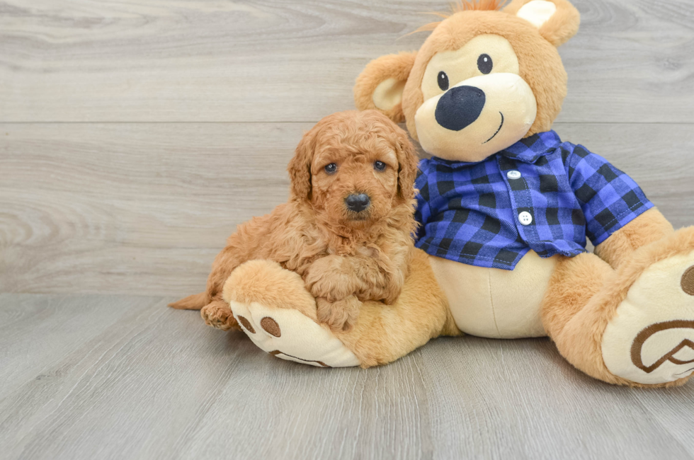 5 week old Mini Goldendoodle Puppy For Sale - Premier Pups