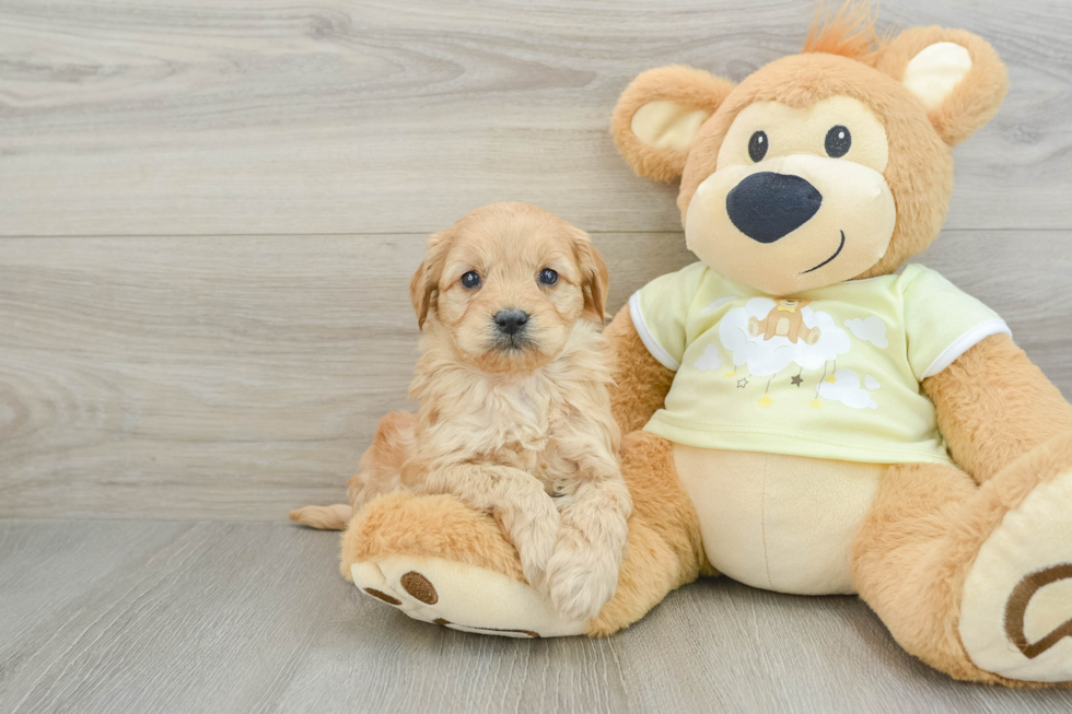 Best Mini Goldendoodle Baby