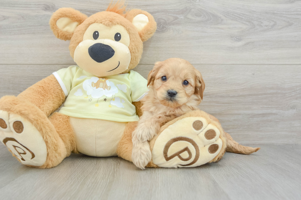 Mini Goldendoodle Pup Being Cute