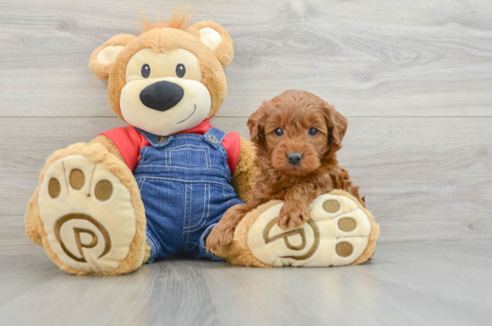 6 week old Mini Goldendoodle Puppy For Sale - Premier Pups