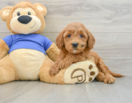 7 week old Mini Goldendoodle Puppy For Sale - Premier Pups