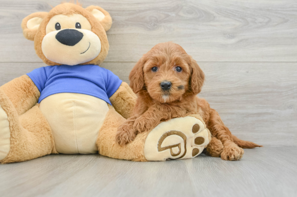 5 week old Mini Goldendoodle Puppy For Sale - Premier Pups