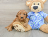8 week old Mini Goldendoodle Puppy For Sale - Premier Pups