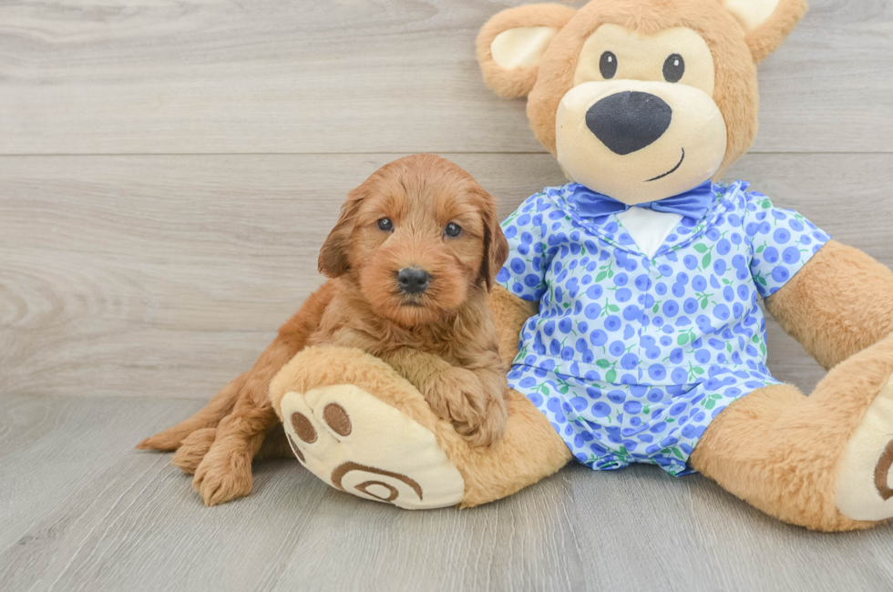 5 week old Mini Goldendoodle Puppy For Sale - Premier Pups