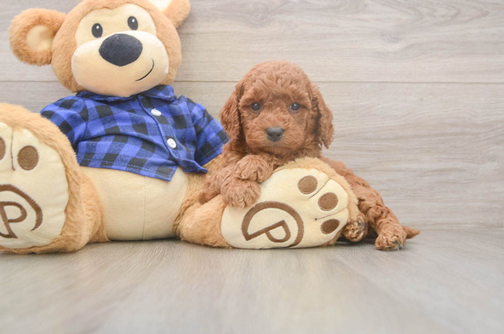 5 week old Mini Goldendoodle Puppy For Sale - Premier Pups