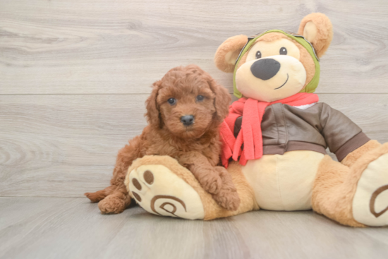 Cute Mini Goldendoodle Baby
