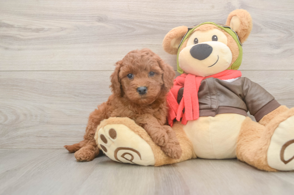 5 week old Mini Goldendoodle Puppy For Sale - Premier Pups